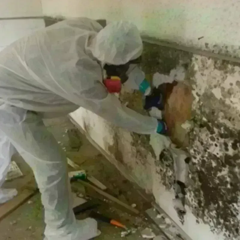 Mold Remediation and Removal in Victoria, TX